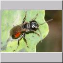 Tachysphex sp - Grabwespe w01b 8mm Sandgrube Niedringhaussee.jpg